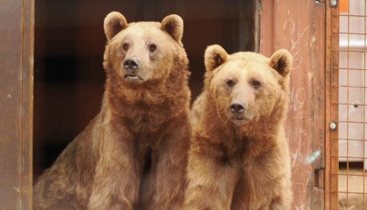 Two brown bears 