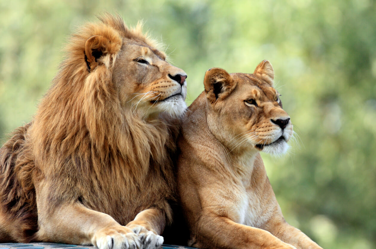 2 lions