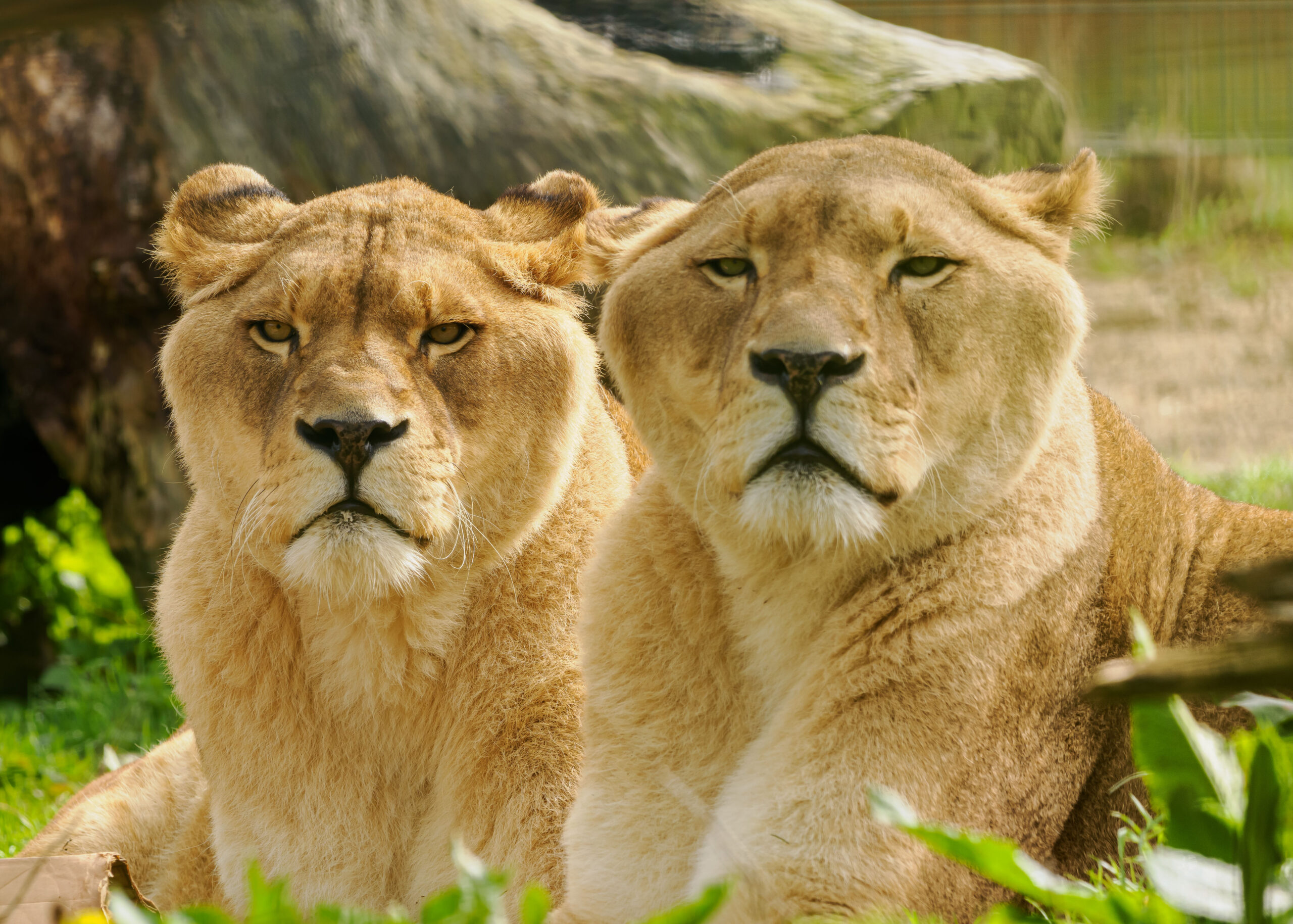 Two lions sat down side by side